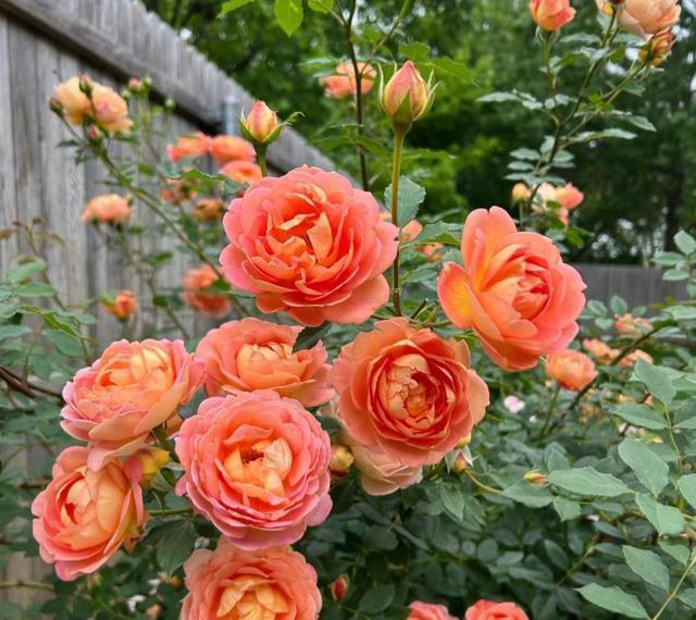 养花10年，我如今只留下这9种花，只因它们好看又好养