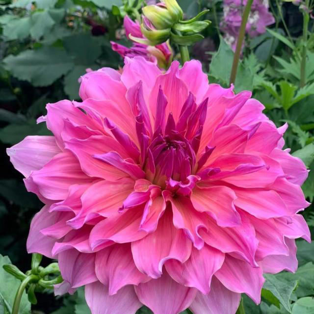 养花10年，我如今只留下这9种花，只因它们好看又好养