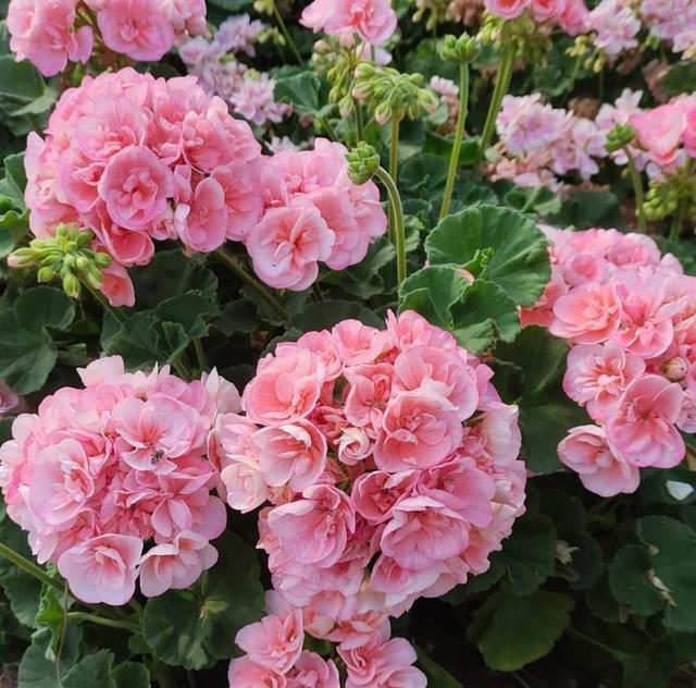 养花10年，我如今只留下这9种花，只因它们好看又好养