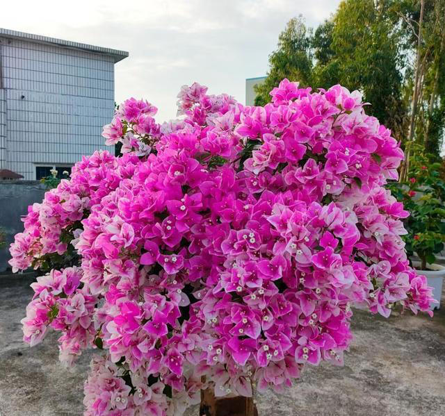 养花10年，我如今只留下这9种花，只因它们好看又好养