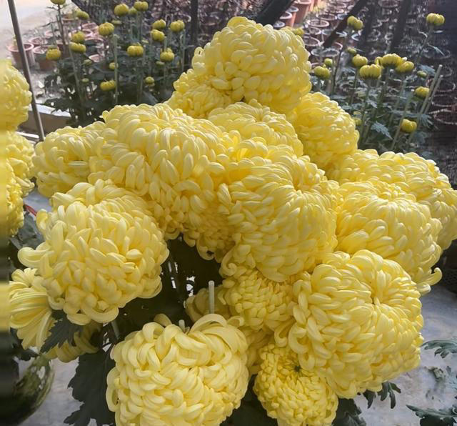 养花10年，我如今只留下这9种花，只因它们好看又好养