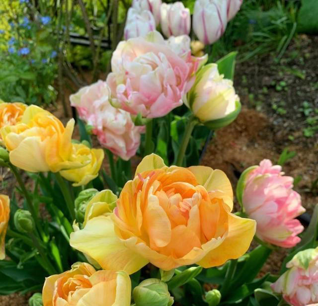 养花10年，我如今只留下这9种花，只因它们好看又好养