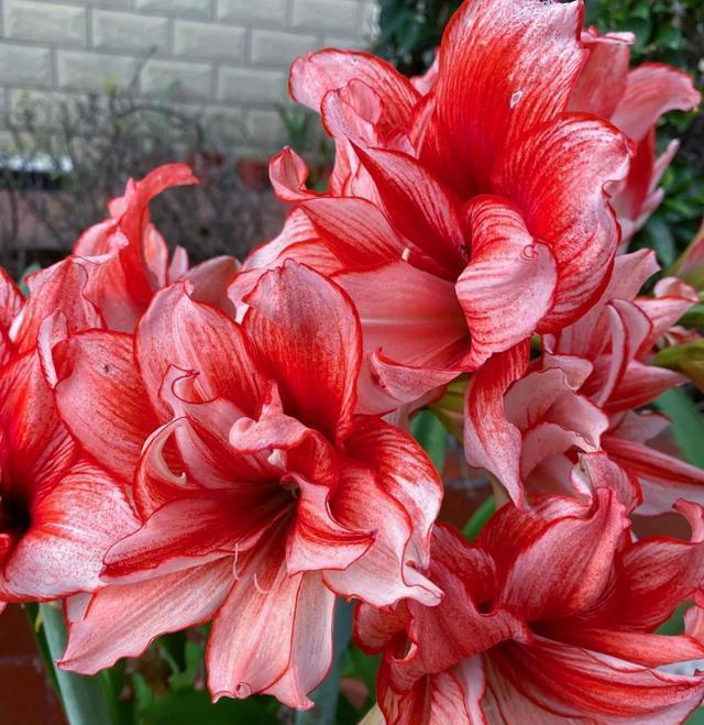 养花10年，我如今只留下这9种花，只因它们好看又好养