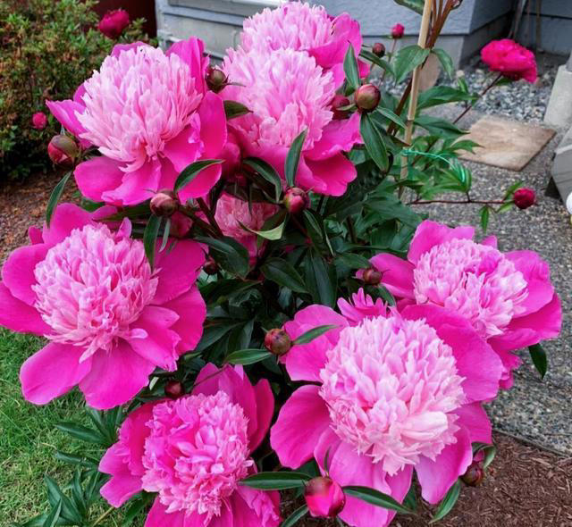 养花10年，我如今只留下这9种花，只因它们好看又好养