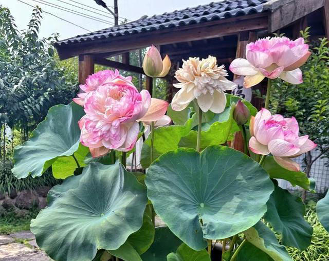 养花10年，我如今只留下这9种花，只因它们好看又好养