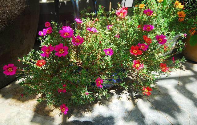 这几种花四季常开超美，适合大多数人栽种！