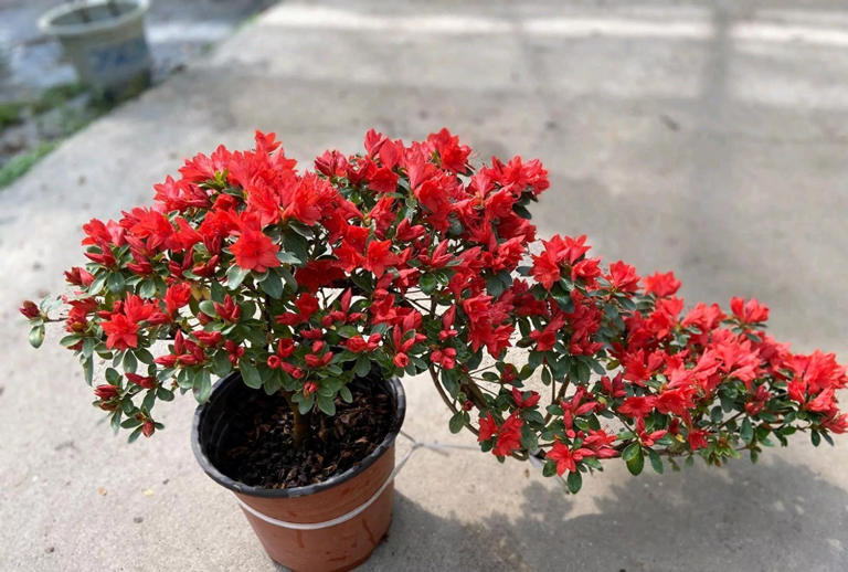 这几种花四季常开超美，适合大多数人栽种！ 