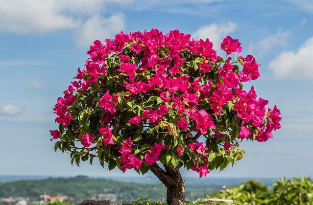 这几种花四季常开超美，适合大多数人栽种！