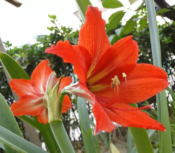 这几种花四季常开超美，适合大多数人栽种！