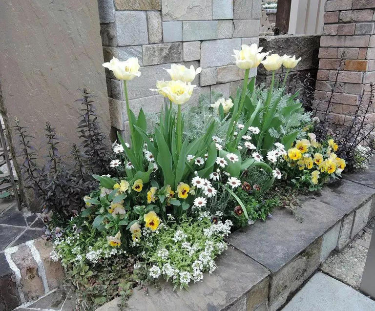 这几种花四季常开超美，适合大多数人栽种！