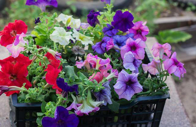 这几种花四季常开超美，适合大多数人栽种！