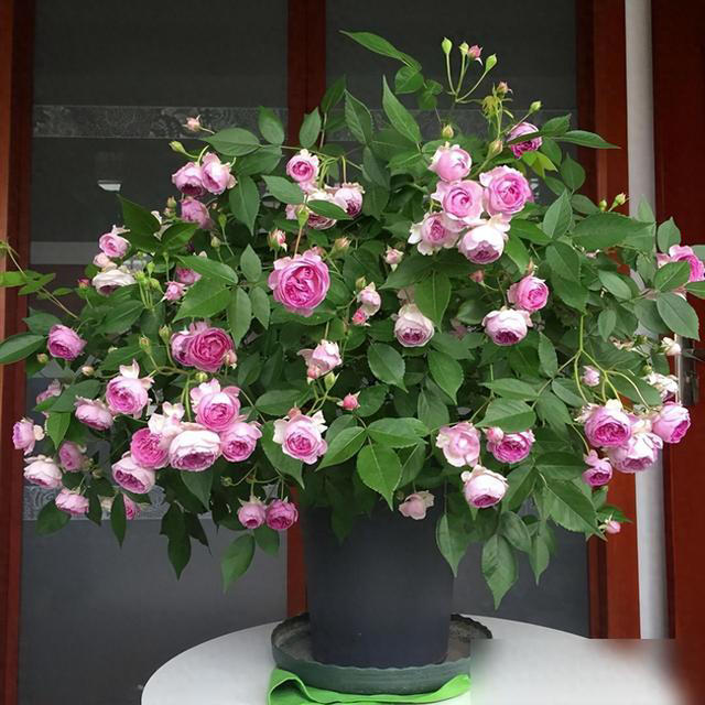 身体不好别养这5种花，不是迷信是经验！ 