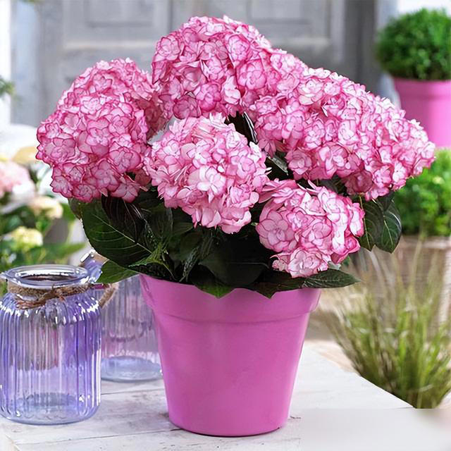 身体不好别养这5种花，不是迷信是经验！