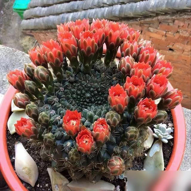 身体不好别养这5种花，不是迷信是经验！