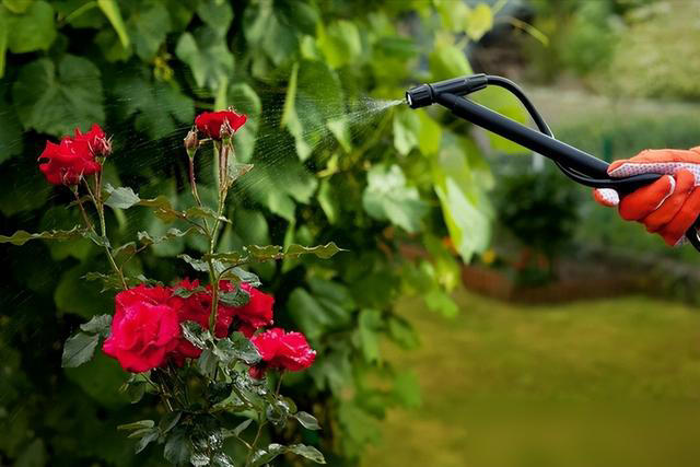 身体不好别养这5种花，不是迷信是经验！