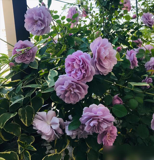 身体不好别养这5种花，不是迷信是经验！