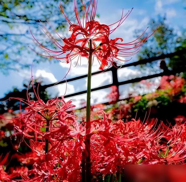 身体不好别养这5种花，不是迷信是经验！