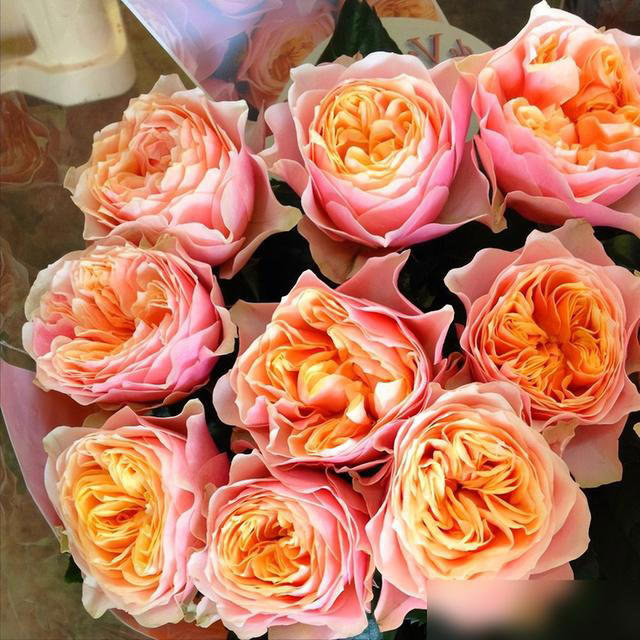 身体不好别养这5种花，不是迷信是经验！