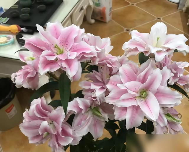 身体不好别养这5种花，不是迷信是经验！