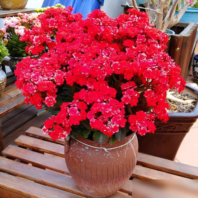 身体不好别养这5种花，不是迷信是经验！