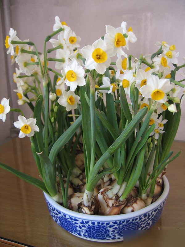 身体不好别养这5种花，不是迷信是经验！