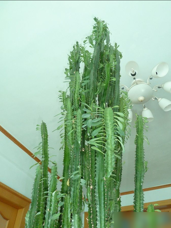 身体不好别养这5种花，不是迷信是经验！