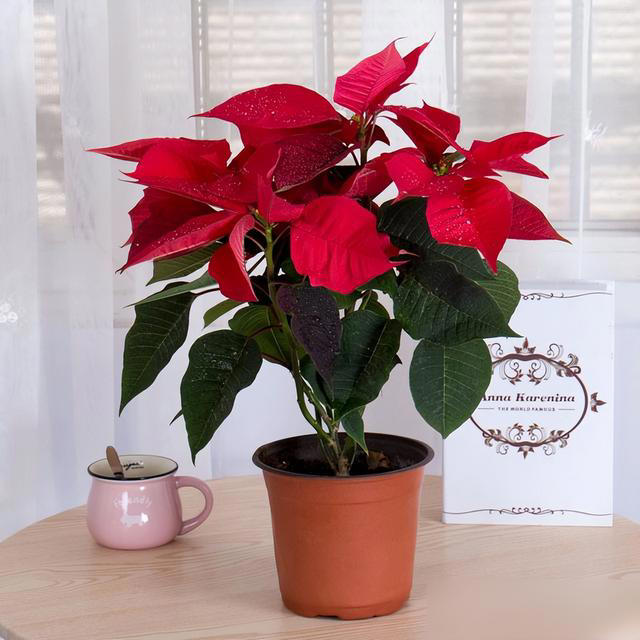 身体不好别养这5种花，不是迷信是经验！