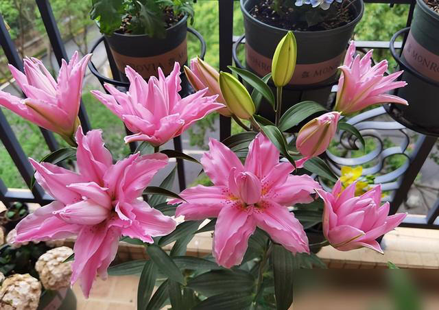 身体不好别养这5种花，不是迷信是经验！