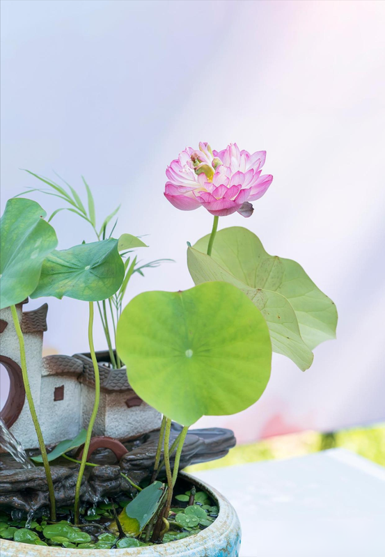 身体不好别养这5种花，不是迷信是经验！