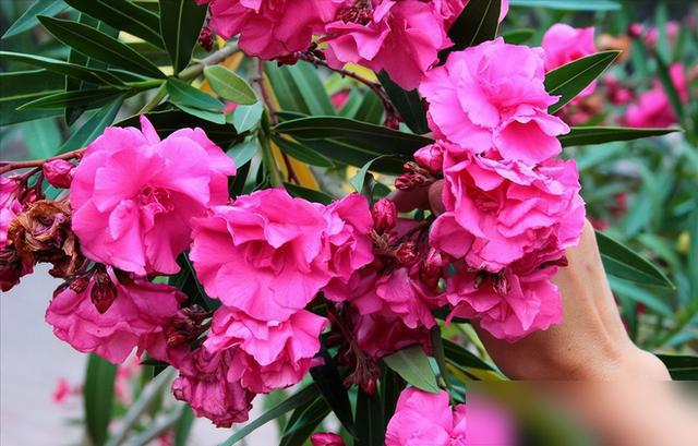 身体不好别养这5种花，不是迷信是经验！