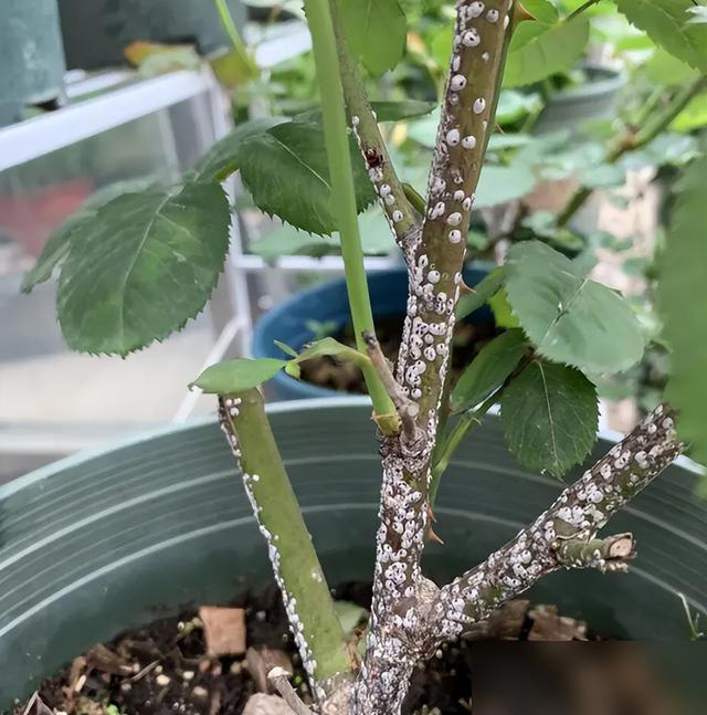 身体不好别养这5种花，不是迷信是经验！