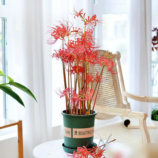 身体不好别养这5种花，不是迷信是经验！