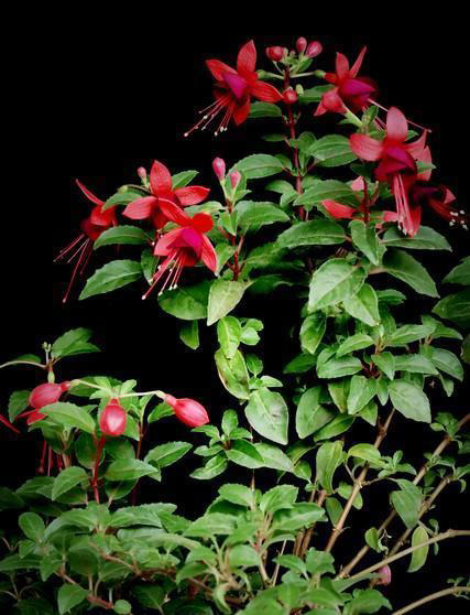 大门口种上这六种花儿，扔土里就活，开花一丛丛，鲜艳夺目