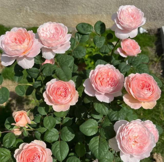 大门口种上这六种花儿，扔土里就活，开花一丛丛，鲜艳夺目