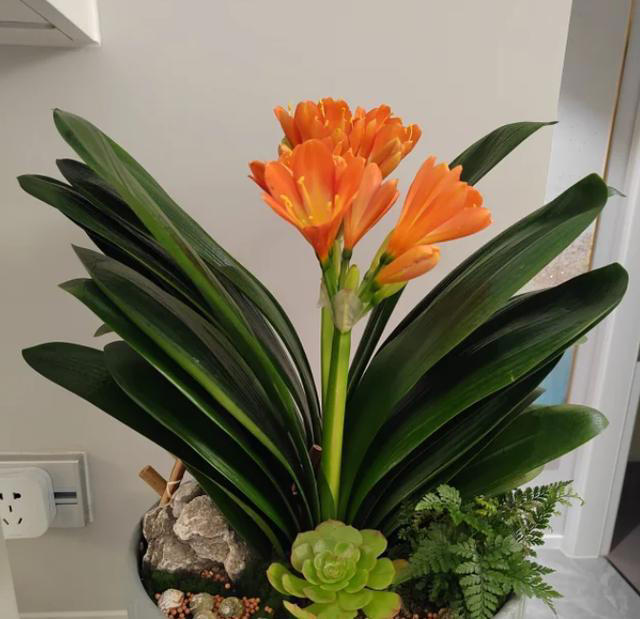 大门口种上这六种花儿，扔土里就活，开花一丛丛，鲜艳夺目