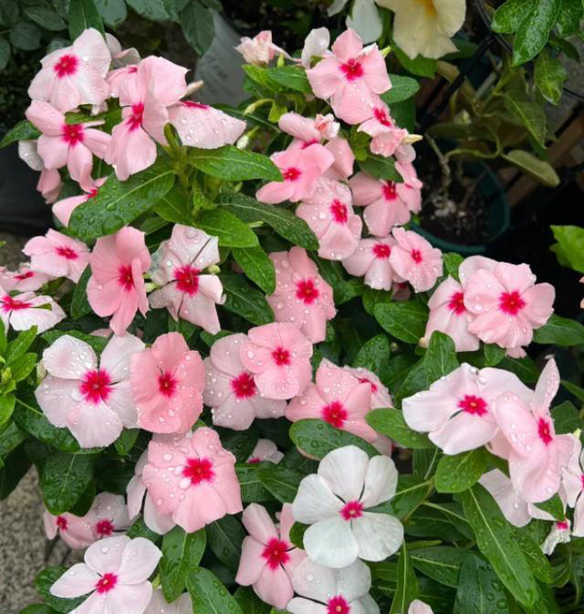 大门口种上这六种花儿，扔土里就活，开花一丛丛，鲜艳夺目