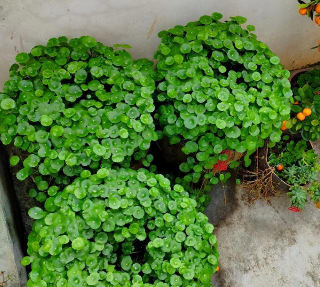 大门口种上这六种花儿，扔土里就活，开花一丛丛，鲜艳夺目