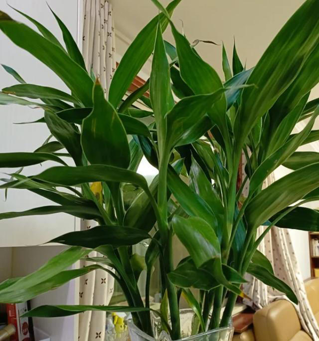 大门口种上这六种花儿，扔土里就活，开花一丛丛，鲜艳夺目