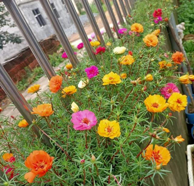 大门口种上这六种花儿，扔土里就活，开花一丛丛，鲜艳夺目