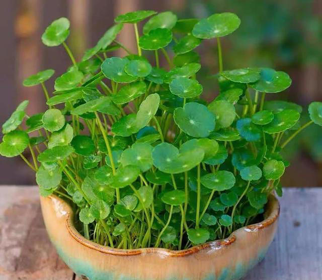 大家公认最好养的十六种花，养一盆旺一盆，你家养了几种呢？