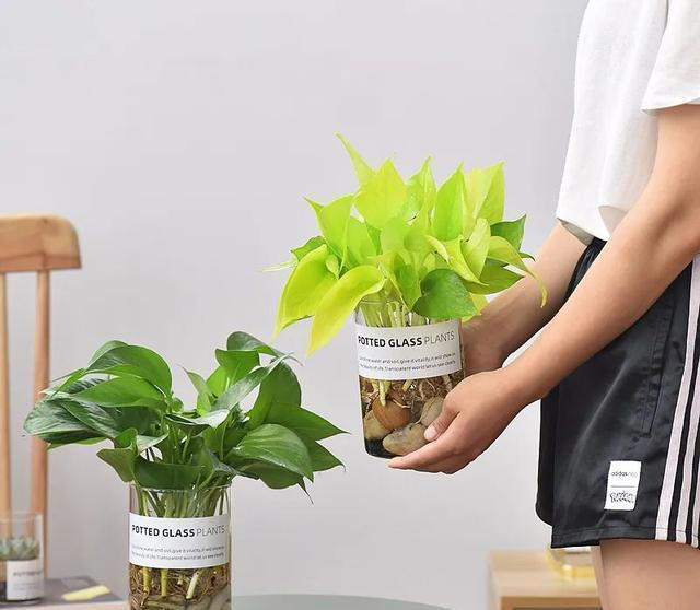 大家公认最好养的十六种花，养一盆旺一盆，你家养了几种呢？