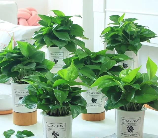 大家公认最好养的十六种花，养一盆旺一盆，你家养了几种呢？