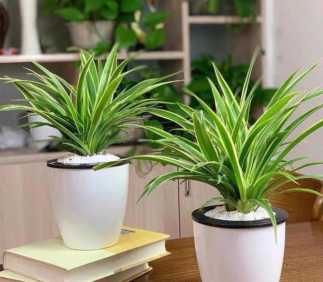 大家公认最好养的十六种花，养一盆旺一盆，你家养了几种呢？