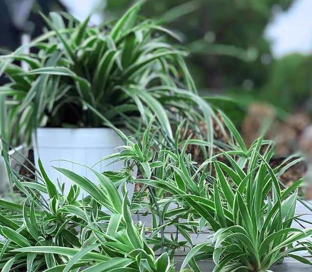 大家公认最好养的十六种花，养一盆旺一盆，你家养了几种呢？