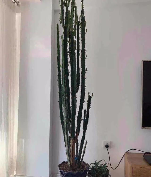 大家公认最好养的十六种花，养一盆旺一盆，你家养了几种呢？