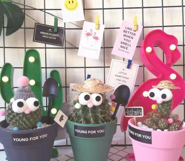 大家公认最好养的十六种花，养一盆旺一盆，你家养了几种呢？