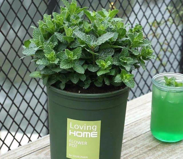 大家公认最好养的十六种花，养一盆旺一盆，你家养了几种呢？