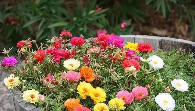 大家公认最好养的十六种花，养一盆旺一盆，你家养了几种呢？