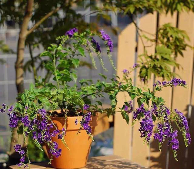 大家公认最好养的十六种花，养一盆旺一盆，你家养了几种呢？