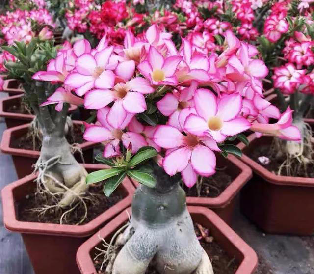 大家公认最好养的十六种花，养一盆旺一盆，你家养了几种呢？